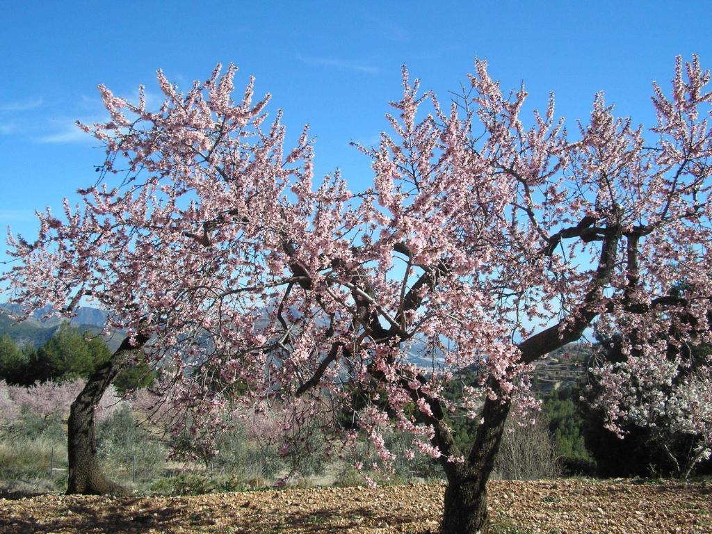 Apartamentos Serrella - Rural Guadalest Benimantell Kültér fotó